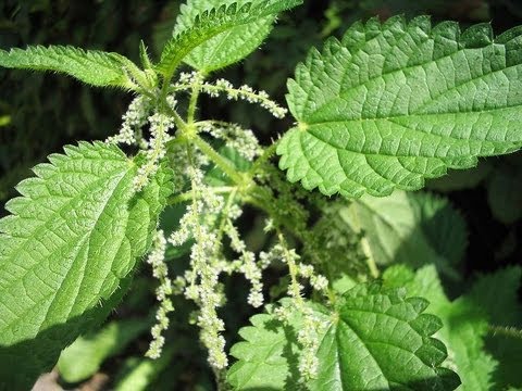 Nettle Seeds Are A Powerful Ally!