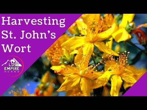 Harvesting St  John's Wort