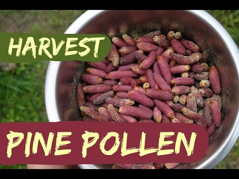 How to Harvest Pine Pollen