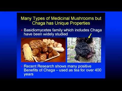 The Science Behind Chaga
