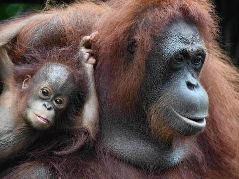 Orangutans use same medicinal plants as people to treat muscle pain for the &apos;first