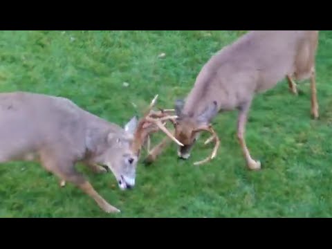 Buck Fight | Whitetail Deer go at it