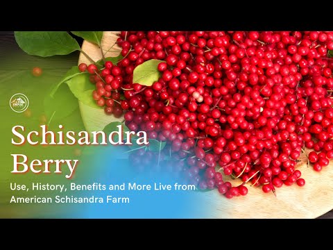 Schisandra Berry - Use, History, Benefits and More Live from American Schisandra Farm