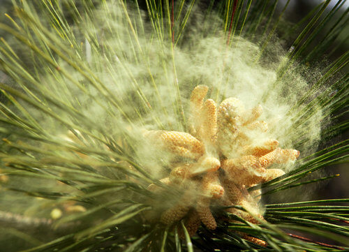 Pine Pollen Release