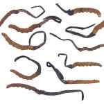 Cordyceps_Sinensis