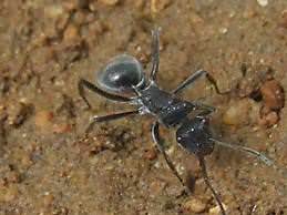 Polyrhachis Ant Extract Benefits