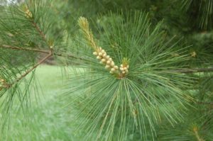 pine pollen benefits