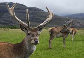 Maral Deer consumes Maral Root to increase strength during a mating season