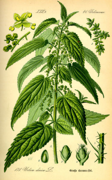 Nettle Root Drawing