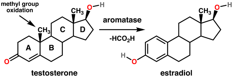 Aromatase-Testosterone_estradiol_conversion