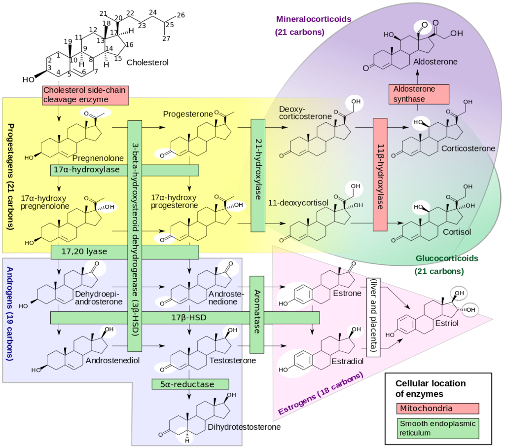 Conversion of Androgens and Estrogens