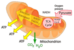 A mitochondria making energy.