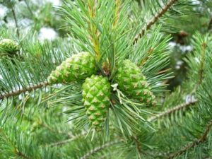 pine-cones