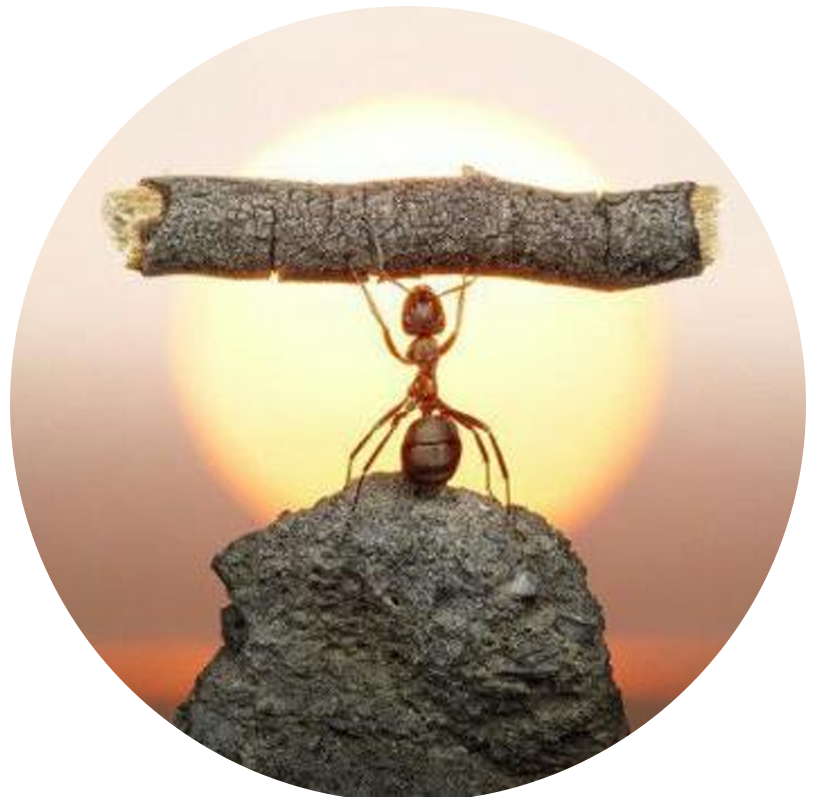 ant-lifting