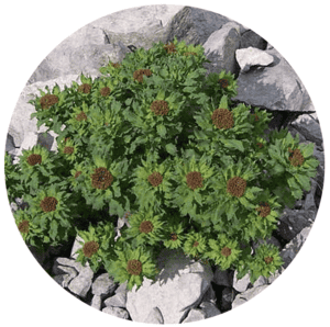 rhodiola