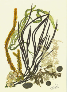 Seaweed Foraging