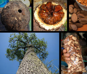 Brazil Nut Tree