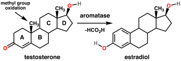 Testosterone converts directly into Estradiol (one of the several estrogens)