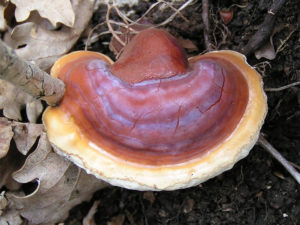 Reishi mushroom for infertility