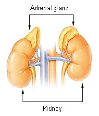 adrenal glands and kidneys