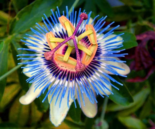 Passionflower with Chrysin