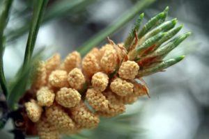 Pine Pollen male pine cones