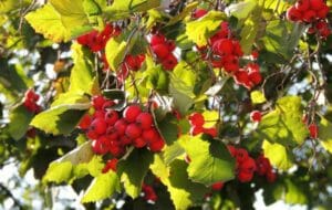 Hawthorn Berries on tree