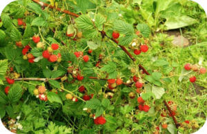 wild Raspberries