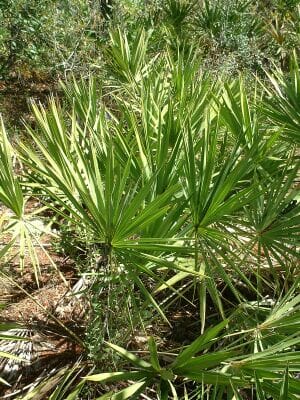 Saw Palmetto - Herbs for Prostate Health