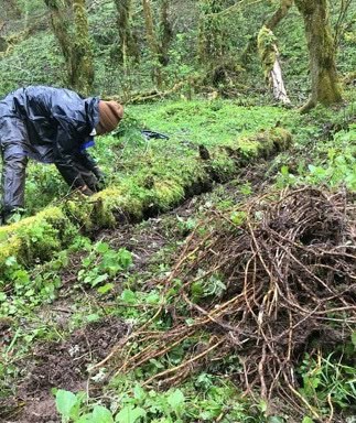 Nettle Root for Prostate Health