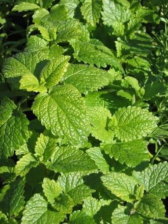 lemon balm