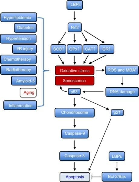 LBP Functions