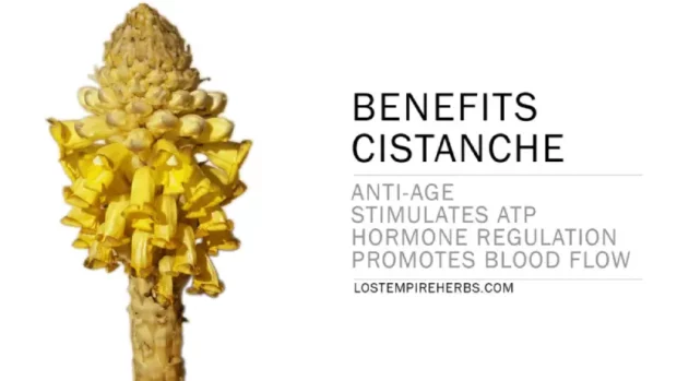 Cistanche Benefits 