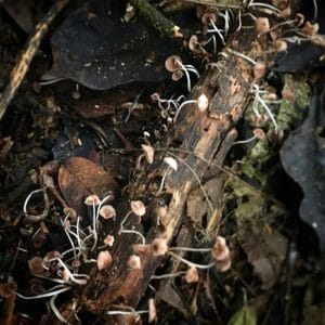 Amazon Tiny Fungi
