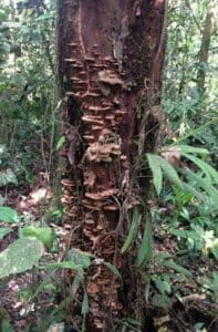 Amazon Tree Mushrooms