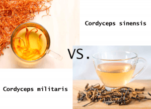 The Difference Between Cordyceps Sinensis and Cordyceps Militaris