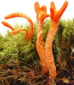 Cordyceps Militaris