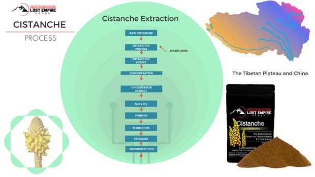 Organic Cistanche Powder Extraction Process
