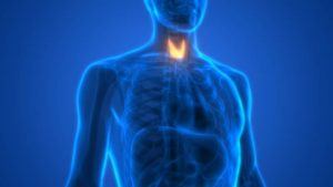 Thyroid location in neck