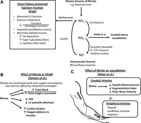 Nitrate-Nitrite-Nitric Oxide Pathway