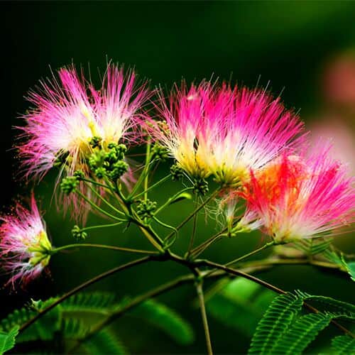 Albizia Flowers