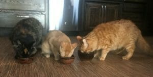 3 Cats Eating