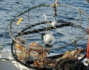 FishingCrabbing-CrabBasket