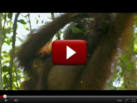 Orangutan Medicine