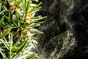 pine pollen - herbs for prostate health