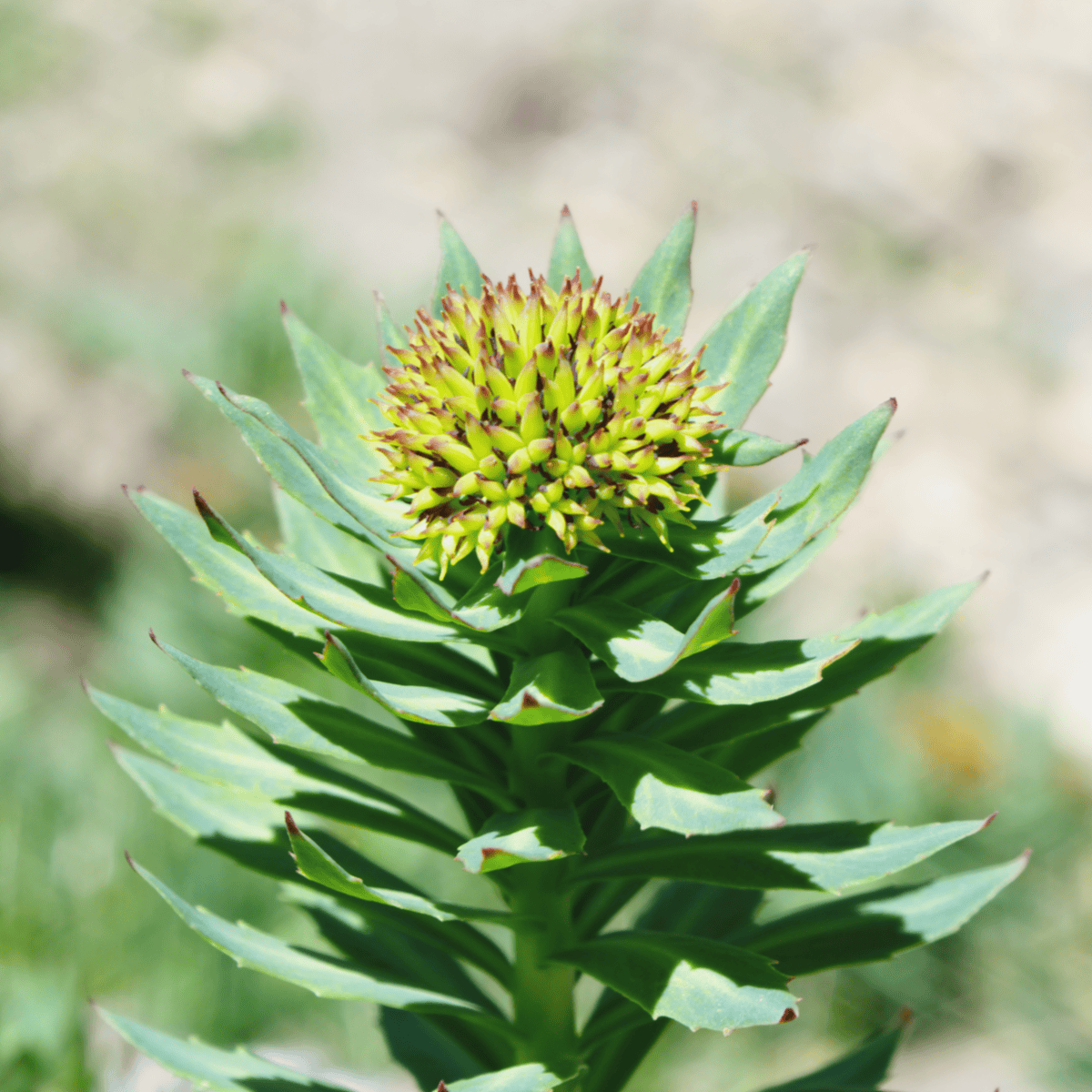 Rhodiola Rosea Health Benefits Top 10 Lost Empire Herbs