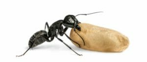 Ant Extract on Joe Rogan Experience