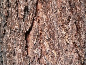 pine-bark pycnogenol