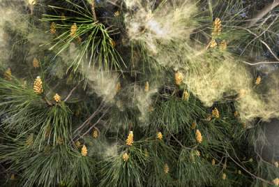 pine pollen releasing from male pine cones