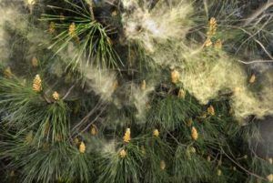 Pine Pollen releasing from pine cones